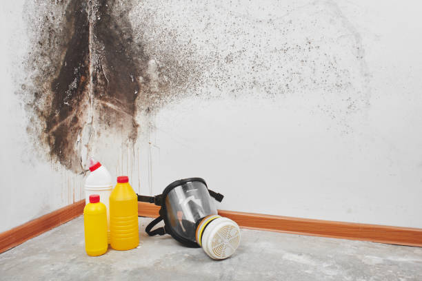 Best Attic Mold Removal  in South Dos Palos, CA