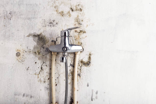 Professional Mold Removal in South Dos Palos, CA