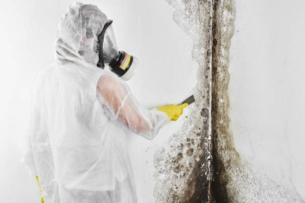 Certified Mold Removal in South Dos Palos, CA