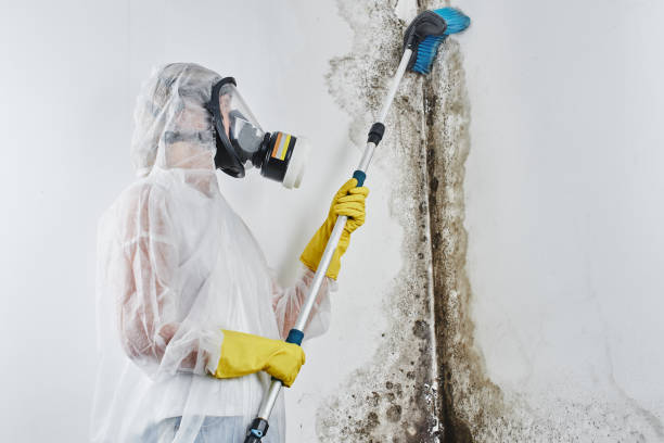Mold Testing and Removal in South Dos Palos, CA