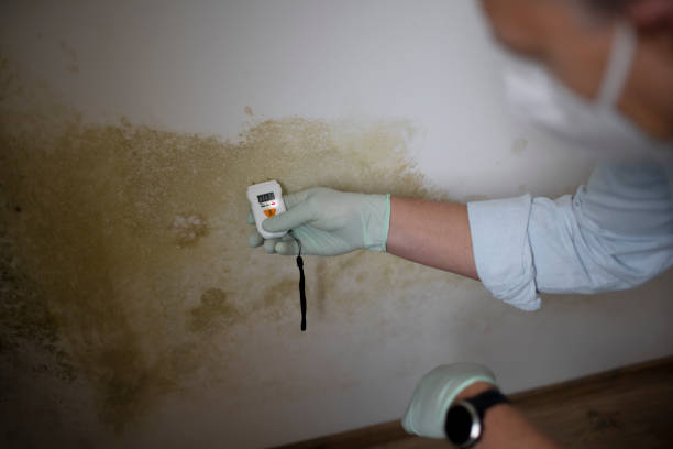 Best Home Mold Removal  in South Dos Palos, CA