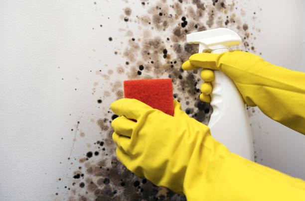 Best Mold Damage Repair  in South Dos Palos, CA