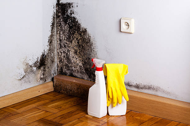 Best Same-Day Mold Removal  in South Dos Palos, CA