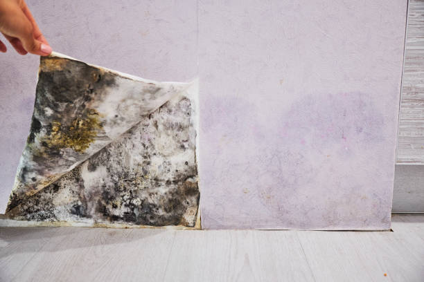 Best Professional Mold Removal  in South Dos Palos, CA